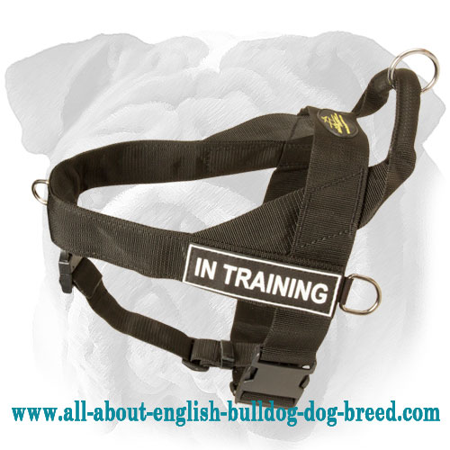 Nylon Harness for English Bulldog Breed with ID Patches - Click Image to Close
