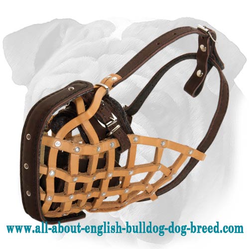 Professional Training English Bulldog Basket Muzzle of Genuine Leather