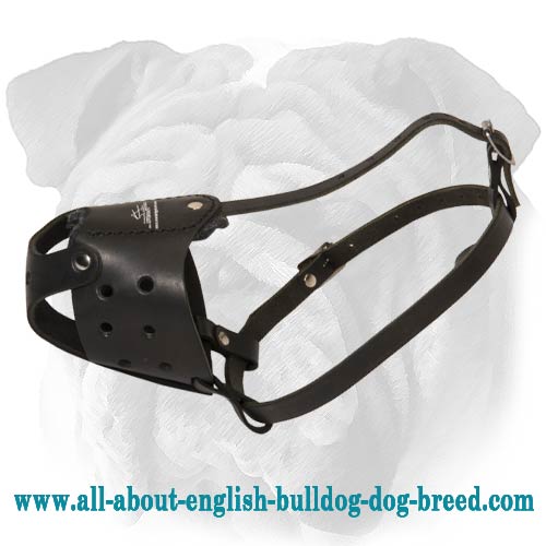 Everyday Leather English Bulldog Muzzle