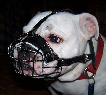 High-Quality Wire Cage Muzzle for English Bulldog