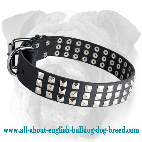 Leather English Bulldog Collar with Rust Proof Pyramids