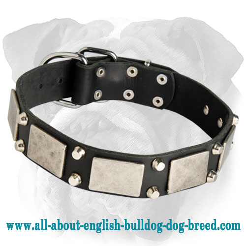 Leather English Bulldog Collar Decorated with Nickel Plates and Studs