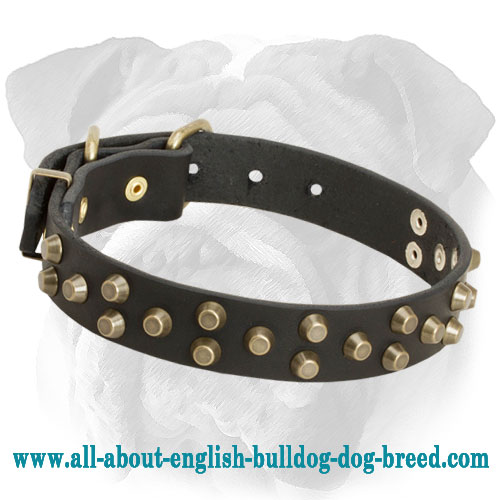 Studded Leather English Bulldog Collar