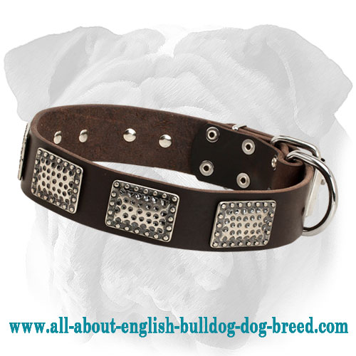 Wide Leather English Bulldog Collar with Nickel Plates - Click Image to Close