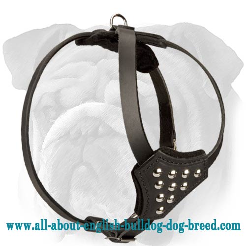 Small Leather English Bulldog Harness with Cones