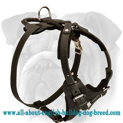 Leather Dog Harness for English Bulldog Attack Training and Walking