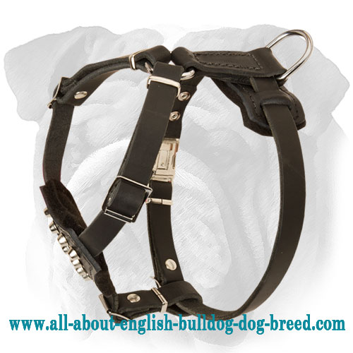Padded Leather English Bulldog Puppy Harness with Studs - Click Image to Close