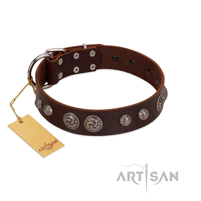 "Choco Brownie" FDT Artisan Brown Leather English Bulldog Collar Adorned with Silver-Like Conchos