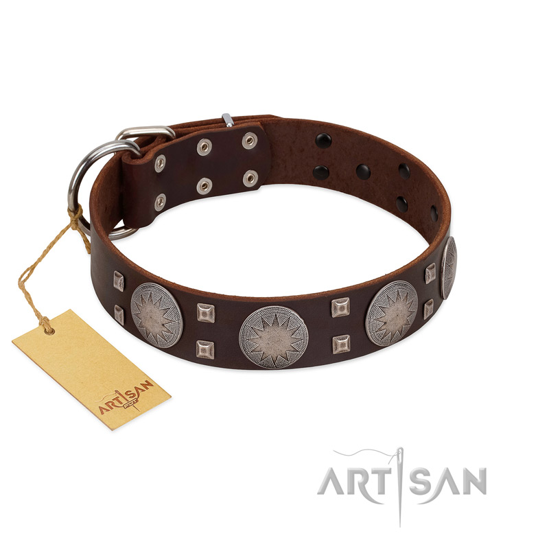 "Sun in Barchans" Modern FDT Artisan Brown Leather English Bulldog Collar with Engraved Stars on Round Plates and Studs