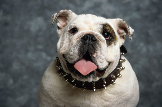 rock Miguel Ángel apenas English Bulldog Leather Spiked Dog Collar : English Bulldog Breed: Harness,  English Bulldog muzzle, English Bulldog collar | 2023 [BUY NOW]