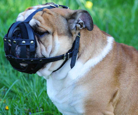 bulldog leather dog muzzle