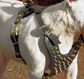 Designer Leather Spiked Harness for English Bulldog Daily Walks