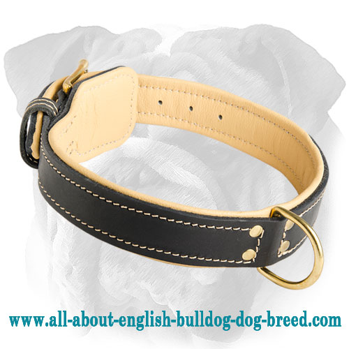 Royal Nappa Padded Leather Collar for English Bulldog