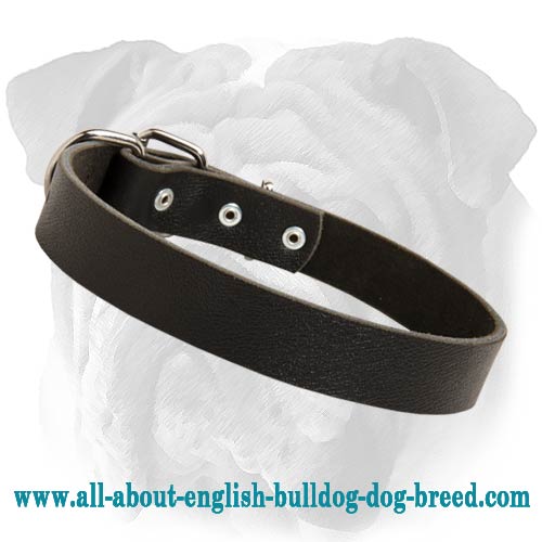 Bulldog Leather Minimalist Collar With Nickel Plated Hardware