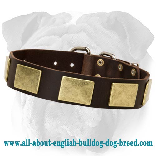 Handcrafted Leather Collar With Vintage Massive Plates for English Bulldog