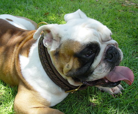 Handcrafted Leather Dog Collar for Engish Bulldog