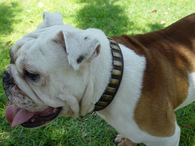 Gorgeous Leather Collar With Plates for English Bulldog