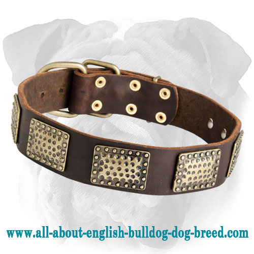 Luxury Leather Collar for English Bulldog