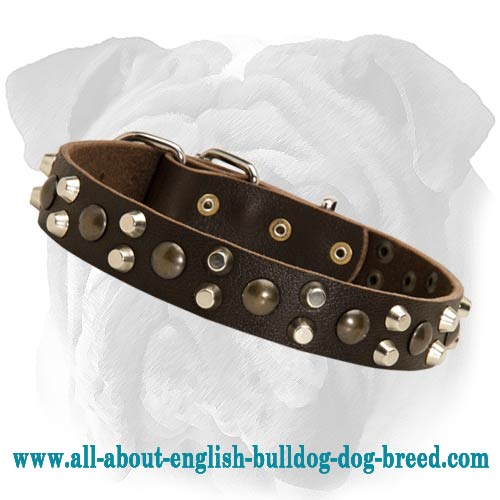 Custom Leather Dog Collar for English Bulldog With Pyramids And Studs - Click Image to Close