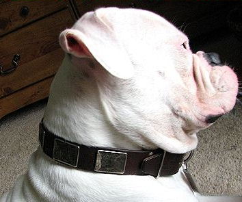 Stylish Leather English Bulldog Collar with Vintage Massive Plates