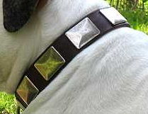 English Bulldog Leather Collar With Vintage Massive Plates