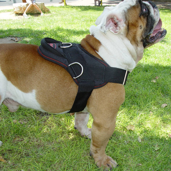 Multipurpose Nylon English Bulldog Harness for Tracking Pulling