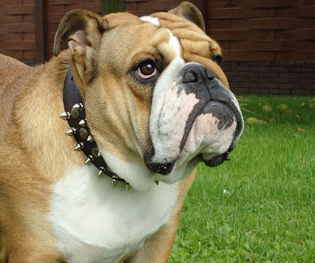 Decano Contabilidad Evacuación Amazing Spiked Leather English Bulldog Collar : English Bulldog Breed:  Harness, English Bulldog muzzle, English Bulldog collar | 2023 [BUY NOW]