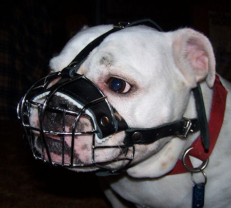 Wire Basket English Bulldog Muzzle