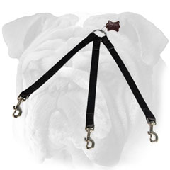Nylon English Bulldog triple leash for walking 3 dogs