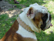 leather dog collar for Engglish bulldog 