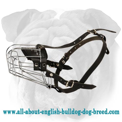 Amazing Wire Basket English Bulldog Muzzle
