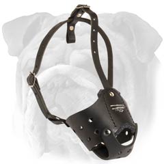 Leather padded muzzle for English Bulldog