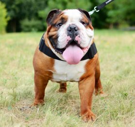 Interesting facts about English Bulldogs
